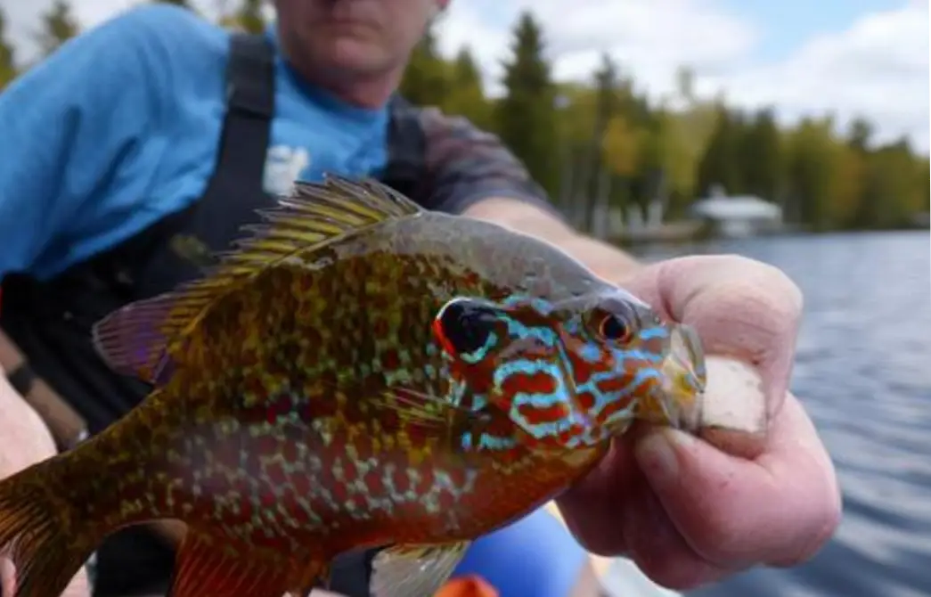 Day Two of The Vancouver Island Fishing Charters Tour ;
